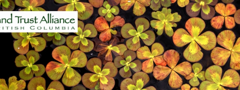 LTABC Monthly E-Newsletter
